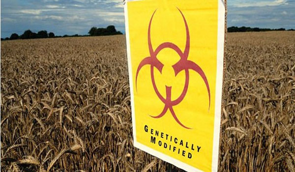 Uncovered, the 'toxic' gene hiding in GM crops Revelation throws new doubt over safety of foods