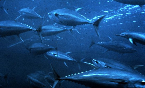 Bluefin Tuna From The Fukushima Nuclear Meltdown Still Have Traces Of Radiation