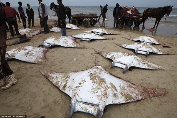 Mystery of the massacred mobula rays Just why DID dozens of these bloodied sea creatures wash up on the beach in Gaza