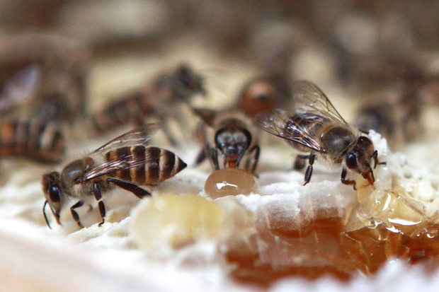 Beekeepers sue EPA over failing to stop harmful pesticides
