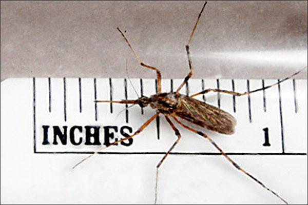 Gallinippers! Monster Mosquitoes Poised to Strike Florida