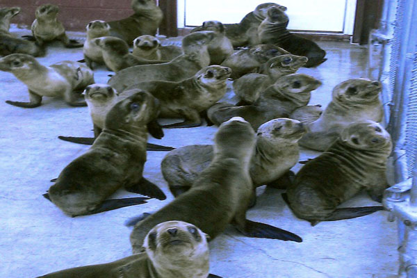 Hundreds of Starving Baby Sea Lions Wash Ashore in Mysterious Mass Stranding