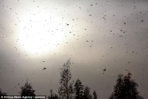 Locust alert in Middle East as plague descends on Egypt and creates panic in Israel