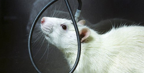 Scientists link two rats' brains, a continent apart