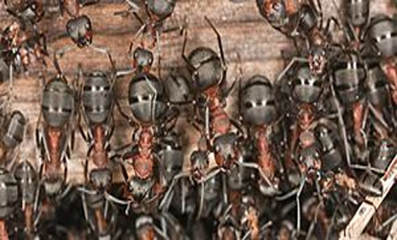 Can Ants Predict When an Earthquake Will Strike