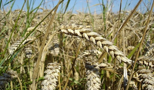 GMO Wheat Molecules May “Silence” Hundreds of Human Genes
