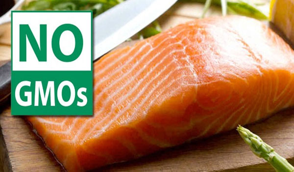 Oregon set to ban GM salmon and mandate GMO labeling