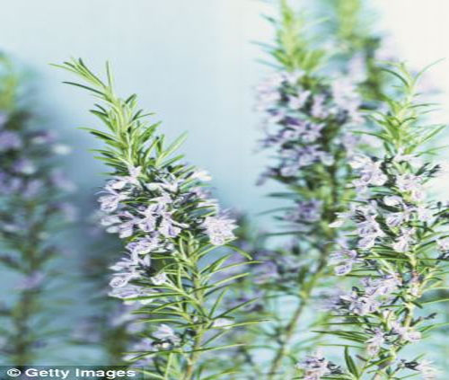 Why a whiff of rosemary DOES help you remember Sniffing the herb can increase memory by 75