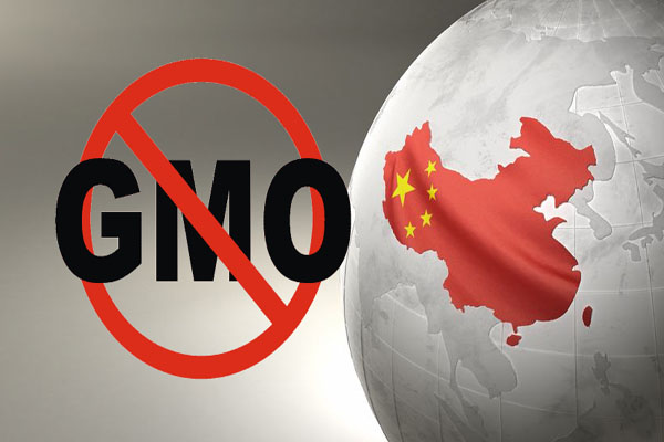 Breaking News China Destroys 3 US Shipments of GM Corn