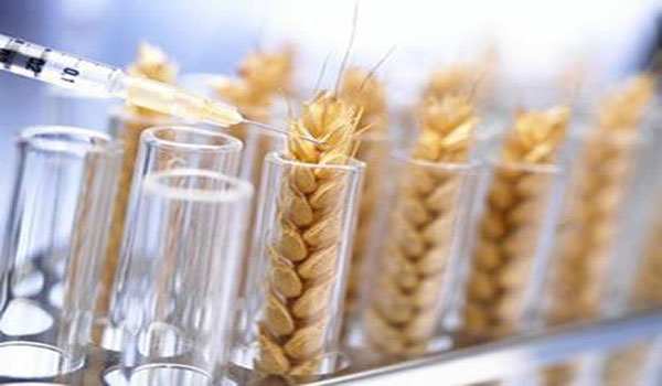Modern Wheat Is The 'Perfect Chronic Poison' Says Expert