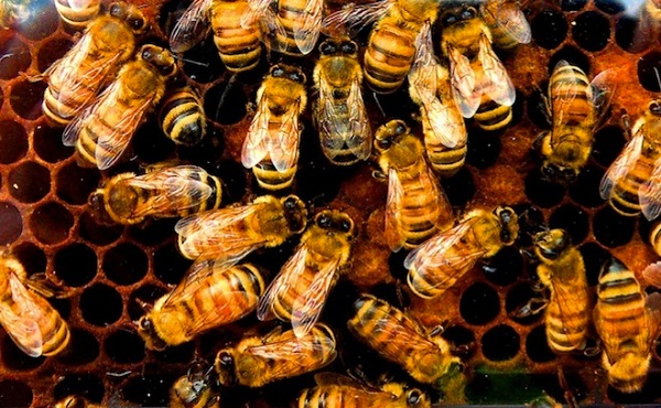 One-Third of U.S. Honeybee Colonies Died Last Winter, Threatening Food Supply