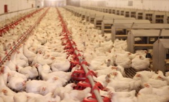 Toxic Arsenic Found in 90 of Chicken Meat