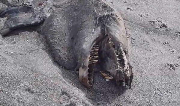 ‘Sea monster’ mystery spawned after bizarre-looking carcass washes ashore in New Zealand