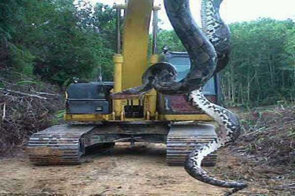700-Pound Snake — Giant Snake Found In North Carolina, Facts And Photos