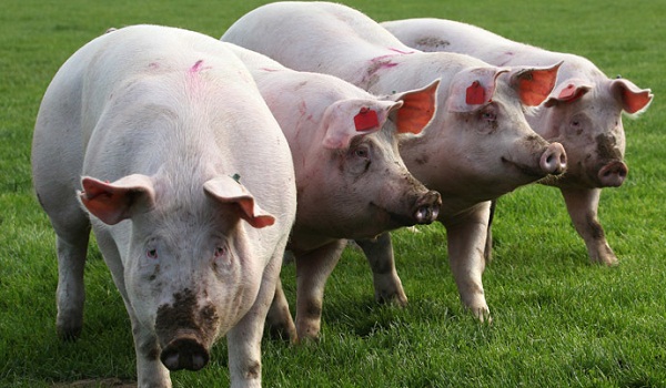 Alarming new study of Monsanto feed on pigs