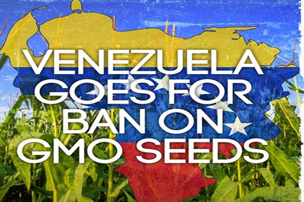 Venezuela Goes for Ban on GM Seeds