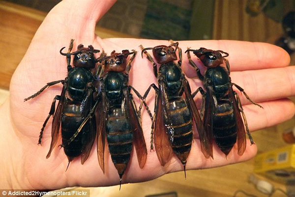 The hornets of your nightmares Swarms of massive insects kill more than 40 and injure 1,600 in China