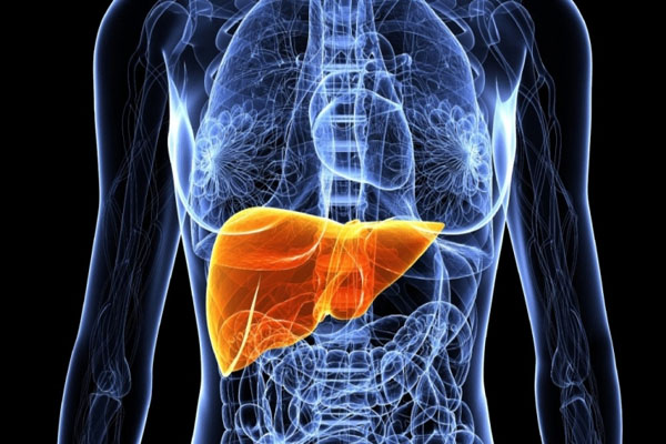 Biotech Firm We Will 3D Print A Human Liver In 2014