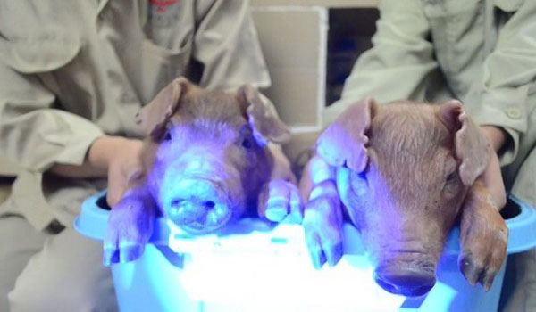 Fluorescent Mutant Pigs Born in China