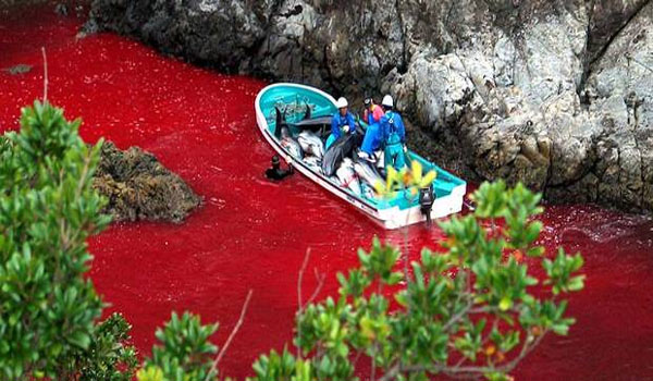 Taiji Cove dolphins Japanese government defends 'lawful' slaughter as hunters prepare to kill 200 animals