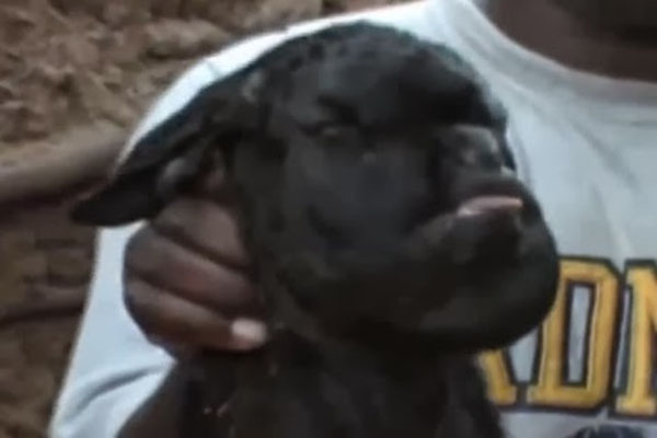 Video Farmer shocked after goat is born with human face