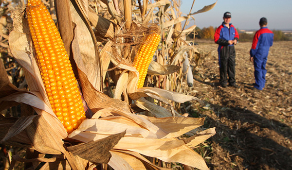 Duma seeks moratorium on GMO production in Russia
