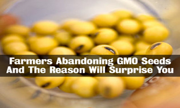 Farmers Abandoning GMO Seeds And The Reason Will Surprise You