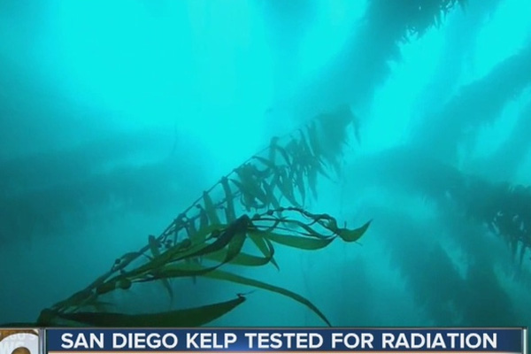 Kelp off San Diego coast may contain radiation