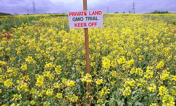 ‘World’s first’ farmer trial over GM crop contamination begins in Australia