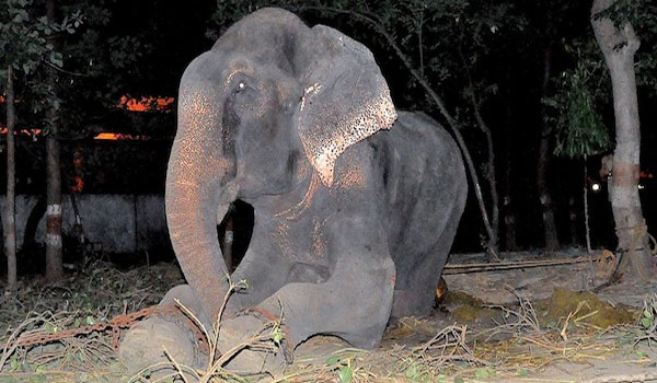Elephant Cries Tears Of Joy When Freed After Spending 50 Years Chained In Captivity
