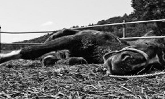 Eating Radiation Killing CA Horses - Vets Say 'Mystery'