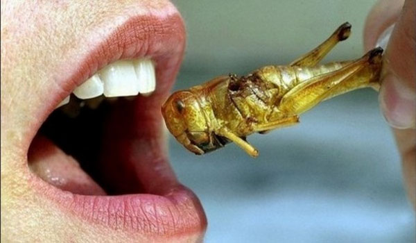 One in five people ready to adopt bugs into their diet Men twice as likely