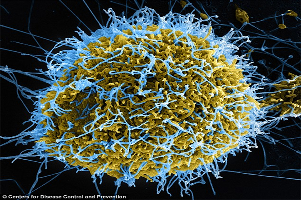 Ebola's family history revealed Scientists discover ancestors of killer virus are 23 MILLION years old - and find could lead to new vaccines