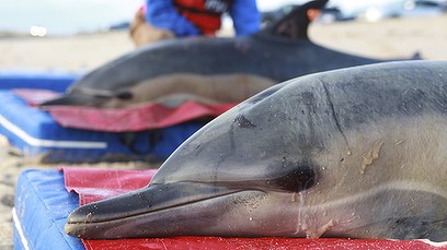 260 Dead Dolphins Scattered on Shoreline of Peru, Just Days After Mysterious U.S. Incident