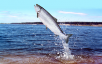 Genetically Modified Nature: GM Salmon Under Attack By Concerned Experts
