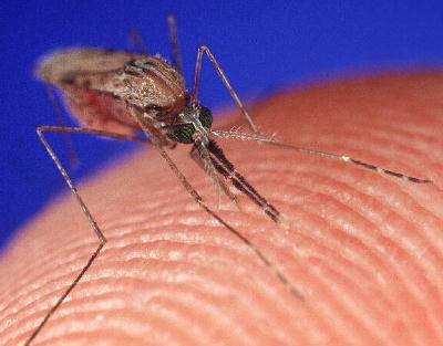 Genetically modified mosquitoes may soon be released in Florida