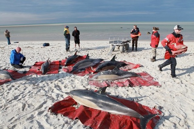 Mystery: Mass Dolphin Deaths By Beaching