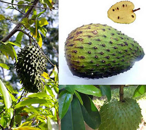 Is Soursop Fruit Kills Cancer 10,000 Times Better Than Chemotherapy?