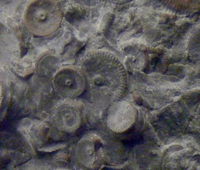 Machine dated at 400 million years found in Russia