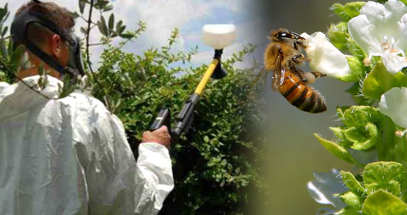 Neonicotinoid pesticides tied to crashing bee populations, 2 studies find