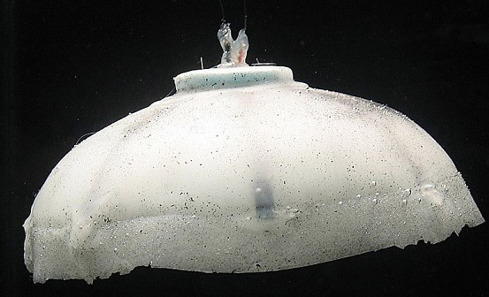 Scientists develop robotic jellyfish powered by seawater