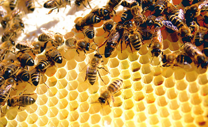Blamed for Bee Collapse, Monsanto Buys Leading Bee Research Firm