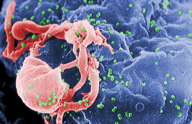 Could a cure for AIDS be on the horizon? Genetically engineered human stem cells can hunt down and ‘kill’ HIV inside the body
