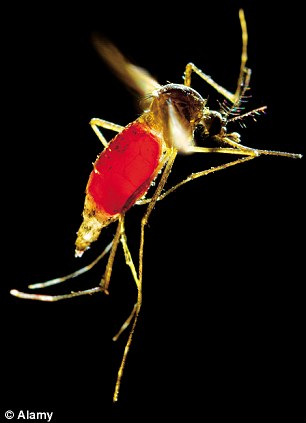 Inside the mosquito factory: Can malaria be stopped by British-bred genetically modified mosquitoes?