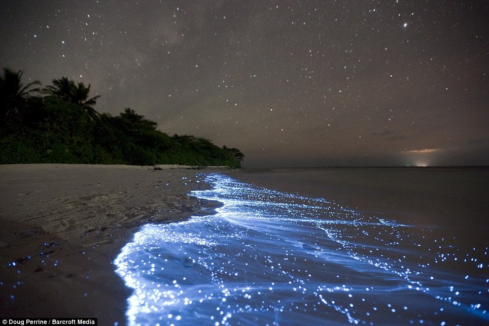 Like a scene from Avatar but on our own planet: Natural phenomenon turns sea water an electric neon blue as it washes up on beach