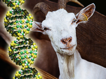 Medical madness: Researchers develop genetically-engineered ‘pharm’ goats that produce vaccines in milk