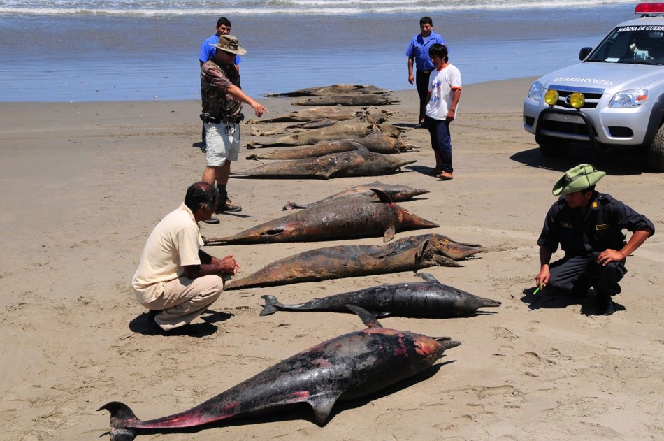 Peru Dolphin Deaths Remain A Mystery