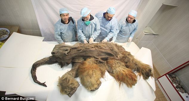 The amazing ginger mammoth: Ice Age creature killed by cavemen is found perfectly preserved after 10,000 years
