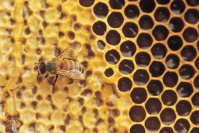 Government tyranny: Illinois Department of Agriculture secretly destroys beekeeper’s bees and 15 years of research proving Monsanto’s Roundup kills bees