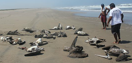 Over 1200 Dead Pelicans in Northern Peru, Same Region as Mass Dolphin Die-Off